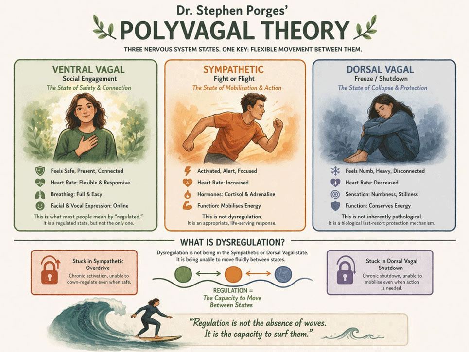 Three Myths About Nervous System Regulation